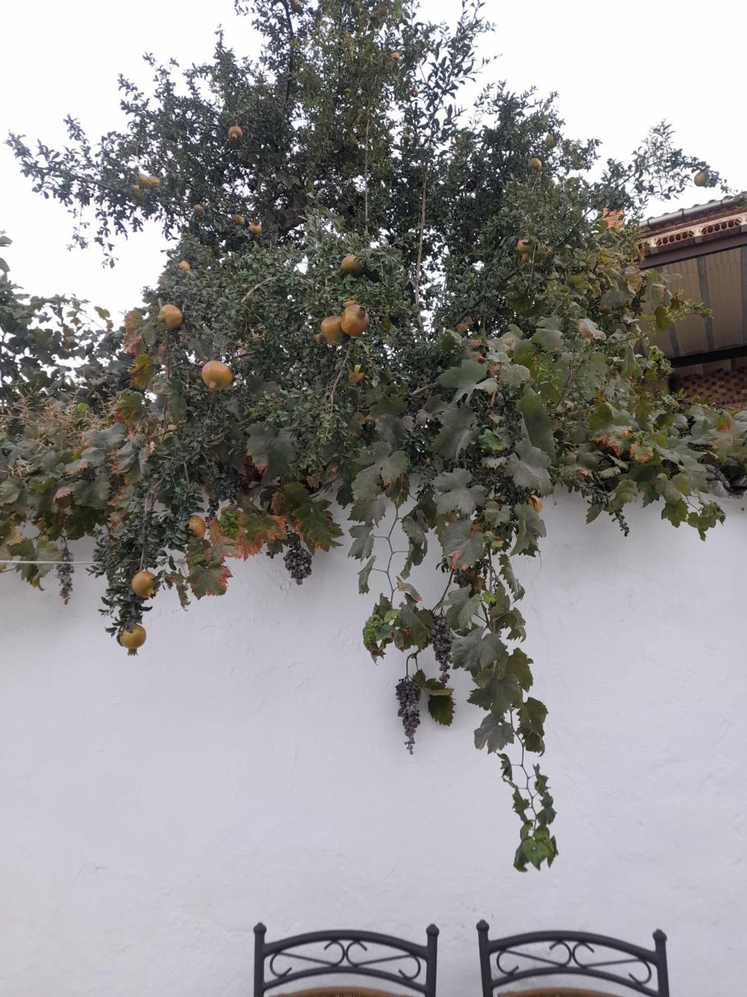 El Molino De Aceite Villa Baeza Exterior photo